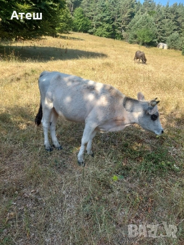 крави юници телета, снимка 10 - Крави - 51529893