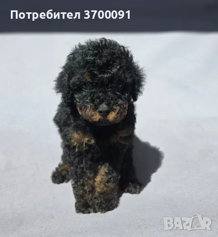 пудел / пуделче, снимка 3 - Пудели - 55719550