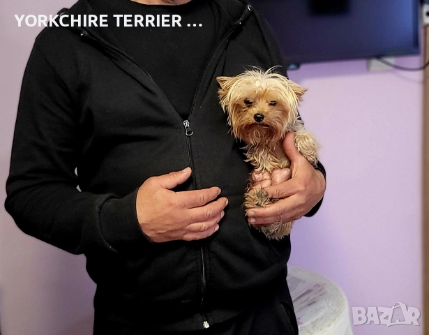 Супер мини йоркшерски териери, снимка 3 - Йоркширски териер - 54349627