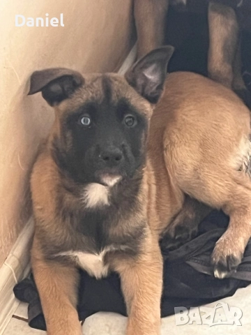 Белгийска овчарка-Малиноа , снимка 13 - Белгийска овчарка - 52623774