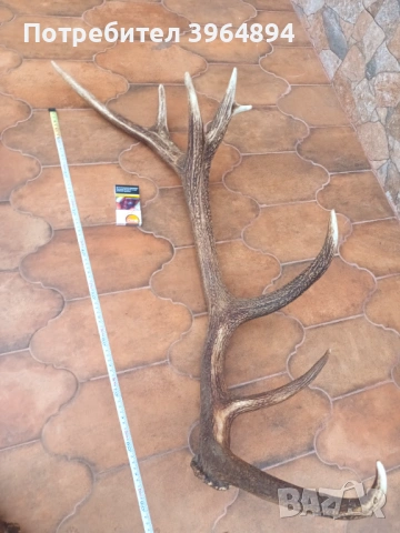 рога от благороден елен , снимка 6 - Декорация за дома - 53884072