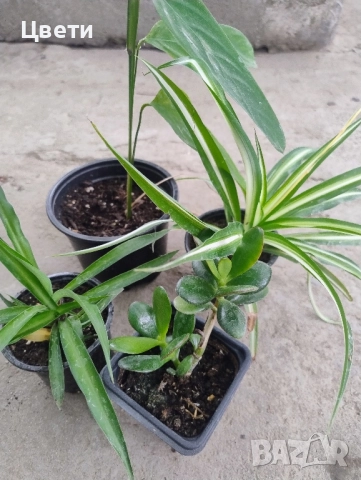 Продавам комплект стайни растения 