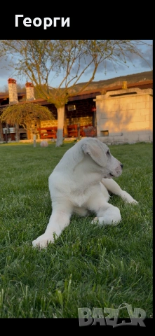 Алабай (Средноазиатска овчарка), снимка 9 - Алабай - 54258626