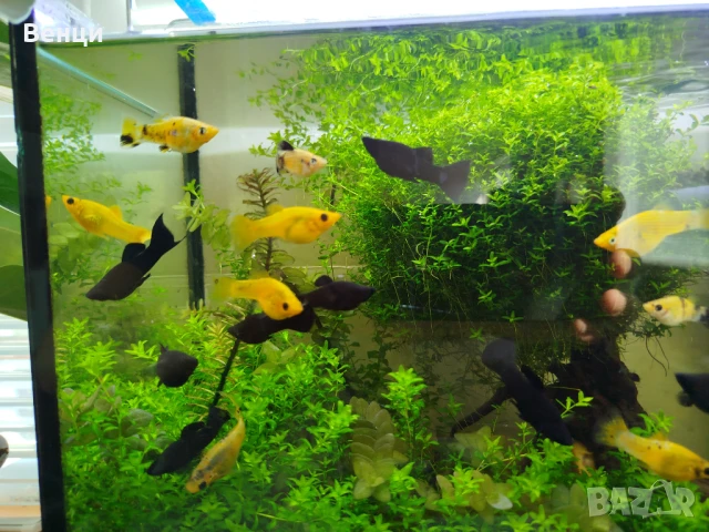 Рибки Молинезия, снимка 3 - Рибки - 51028218