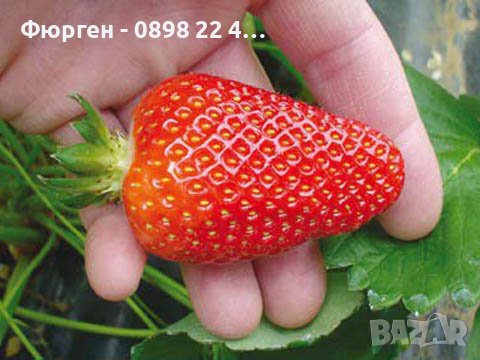 Ягоди сорт Азия и Клери Промоция !! При покупка на 5бр 1бр подарък, снимка 4 - Разсади - 40447777