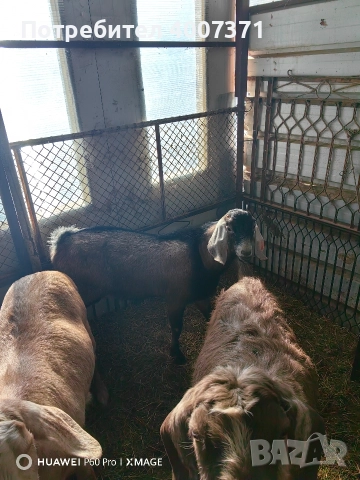 Англонубийски кози и пръч, снимка 9 - Кози - 52928138