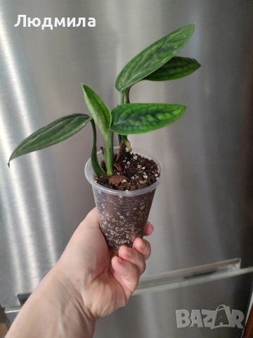 Епипремнум Марбел Планет, снимка 2 - Стайни растения - 53759042