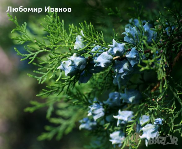 Семена от иглолистни дървета-Секвоя Бор Смърч Кедър Ела Тис Кипарис Туя Криптомерия Гинко, снимка 12 - Сортови семена и луковици - 25642320