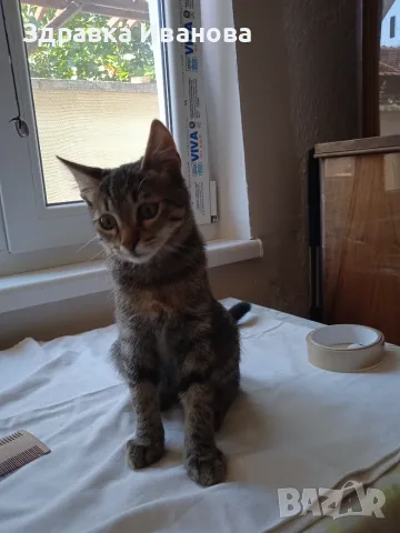 Дом за малко коте., снимка 9 - Други - 55276918