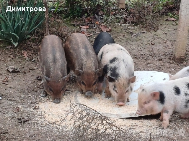 Разменям виетнамски прасета за други животни или зърно, снимка 5 - Прасета - 52406042