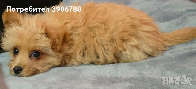 Продавам помапу мъжко от развъдник