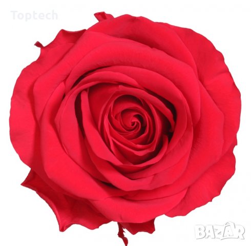 Луксозна вечна роза в опаковка BEAUTY & THE BEAST, снимка 2 - Романтични подаръци - 31691278