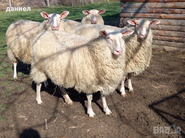 източнофризийски овце-Дзвизки, снимка 1