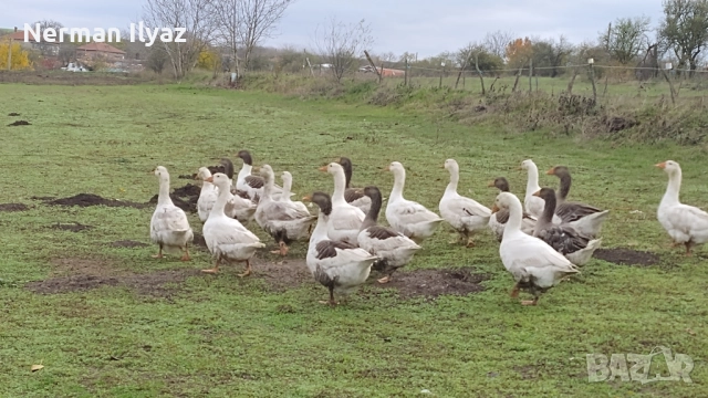 Продавам 22 броя млади селски гъски