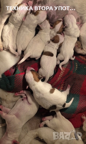 Джак ръсел териер родени на 29.11.25, снимка 3 - Джак ръсел териер - 52606975