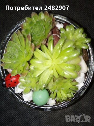Сукуленти в министъкло, снимка 2 - Декорация за дома - 37678132