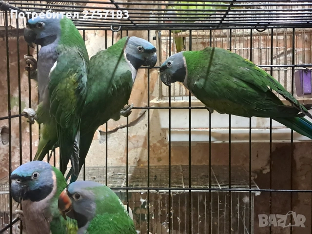 продавам папагали китаиски александар 3 женски 2023 г, снимка 3 - Папагали - 53053887