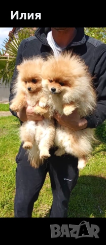 Продавам померан, снимка 4 - Померан - 54174720