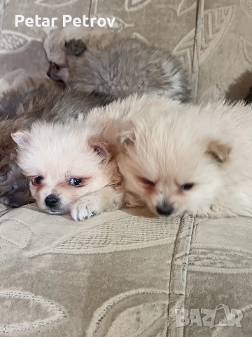 Шпиц мини , снимка 5 - Шпиц - 52812758