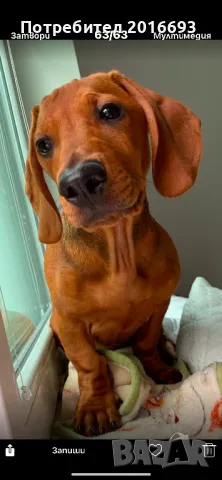 Мъжки дакел Майк си търси женски дакел за разплод., снимка 7 - Дакели - 48446225