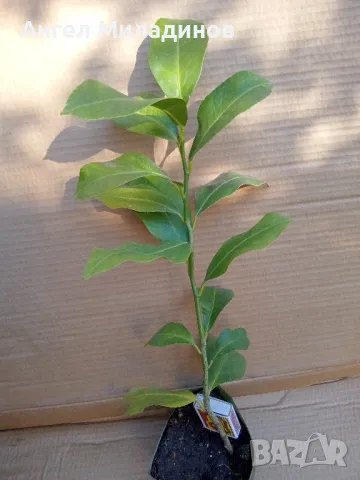 Стаен лимон, облагороден 