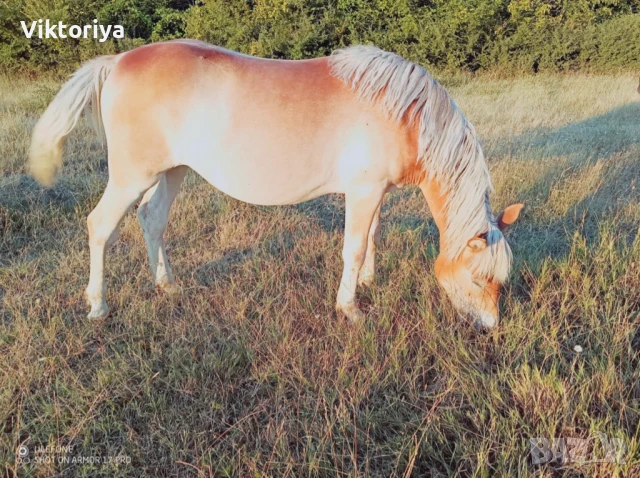 Селскостопански животни, кончета, снимка 7 - Коне - 50977814