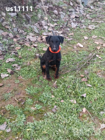 ягдтериер със родословие на 4 месеца , снимка 3 - Ягдтериер - 53300136