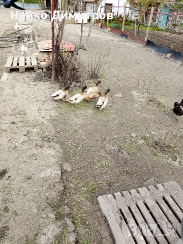 Петли патици гъски , снимка 7 - Патици и гъски - 54212161