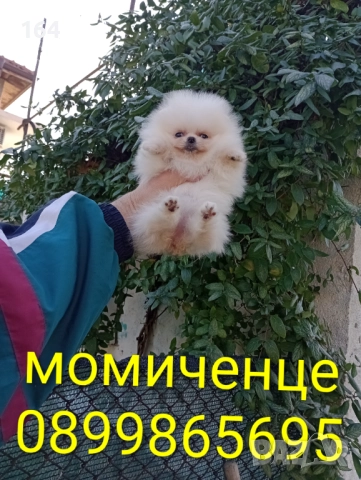 Женски мини Померан. Реални снимки от днес!, снимка 3 - Померан - 52847976