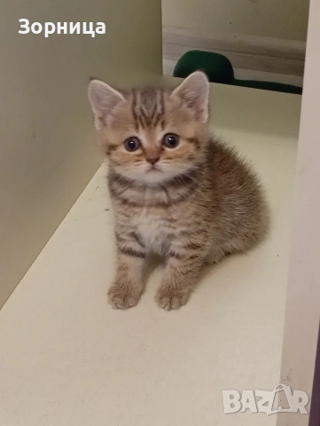 Британско коте , снимка 9 - Британска късокосместа - 54330980