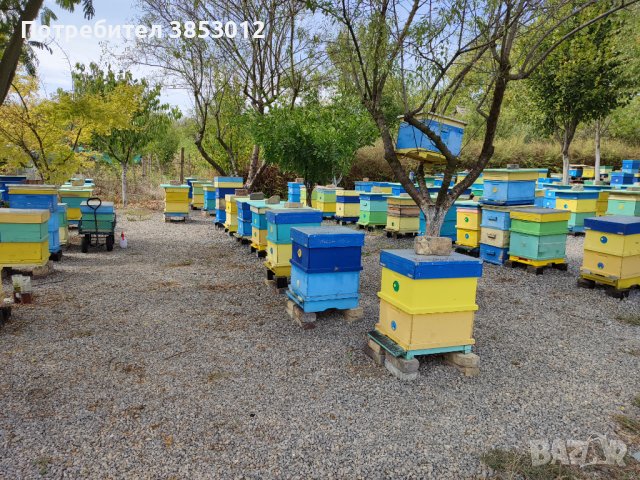 Пчелни семейства кошери ., снимка 5 - За пчели - 42339446