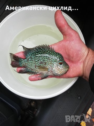 Брилянтова цихлазома, снимка 2 - Рибки - 42576916