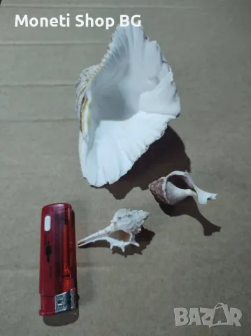 Океански дарове, снимка 3 - Други - 48931520