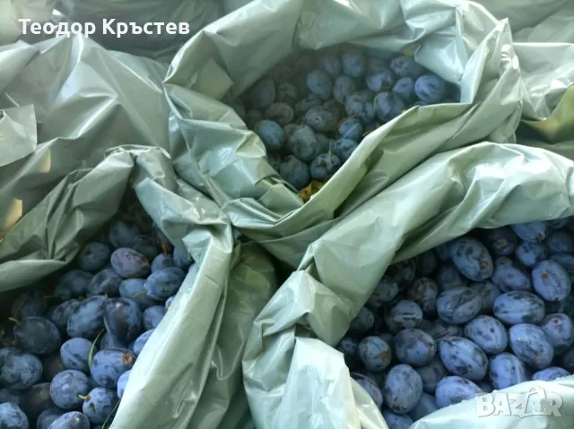 Продавам сини сливи за ракия