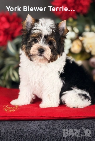 ЙоркширскиТериер, момче сладур за семейство с деца! Доставка , снимка 2 - Йоркширски териер - 54059347