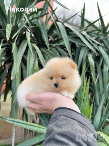 Померан мини момиче. Померанче, снимка 5 - Померан - 53044084