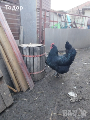 Пилета австралорп, снимка 3 - Кокошки и пуйки - 54053305