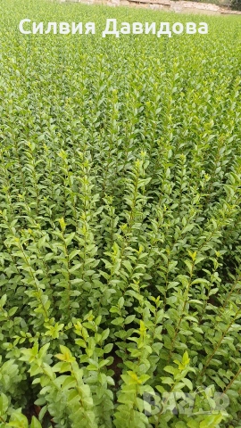 Лигуструм на гол корен, снимка 17 - Градински цветя и растения - 52189521