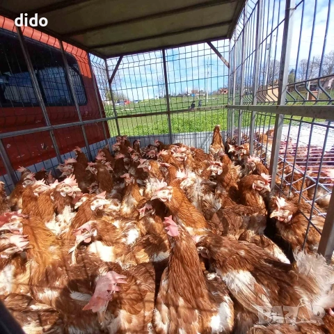 Продават се кокошки носачки 
