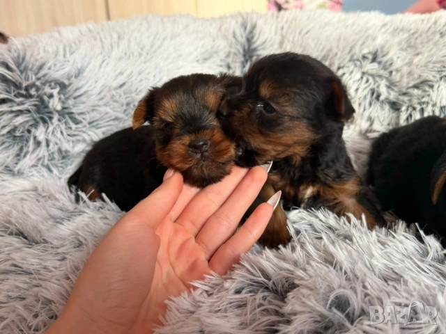 Йоркширски териер , снимка 8 - Йоркширски териер - 53148168