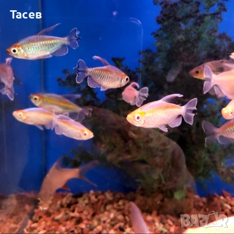 Конго тетра 5см