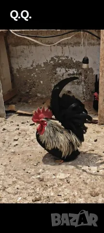 Продавам младо Шабо, снимка 2 - други­ - 56159541
