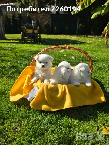 Померан Померанче , снимка 1