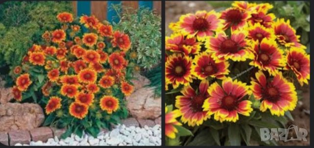 Цветя и растения за градината - Русе: - ХИТ цени - Онлайн — Bazar.bg