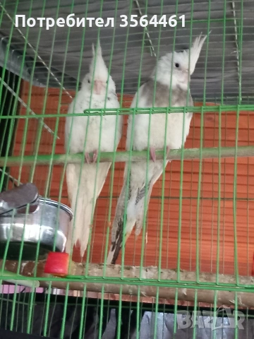 Корели-чифт: белолики "Албино" продавам 