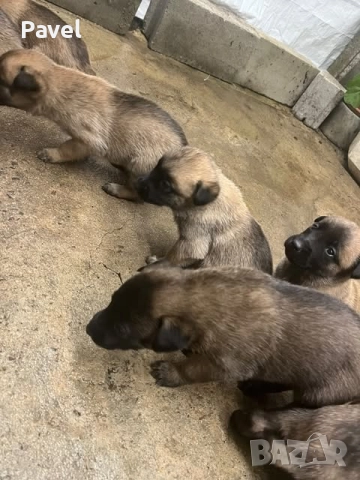 Белгийски овчарки малиноа