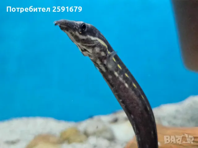 Декоративни и хищни екзотични риби, снимка 9 - Рибки - 48340111