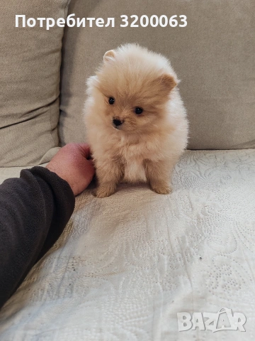 Померан мини женско., снимка 7 - Померан - 53913386