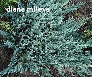 Хвойна Блу Чип, Juniperus hor. Blue Chip , снимка 1 - Градински цветя и растения - 39298508