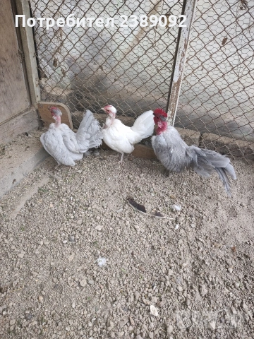 Голошийки бантам , снимка 2 - други­ - 54170161